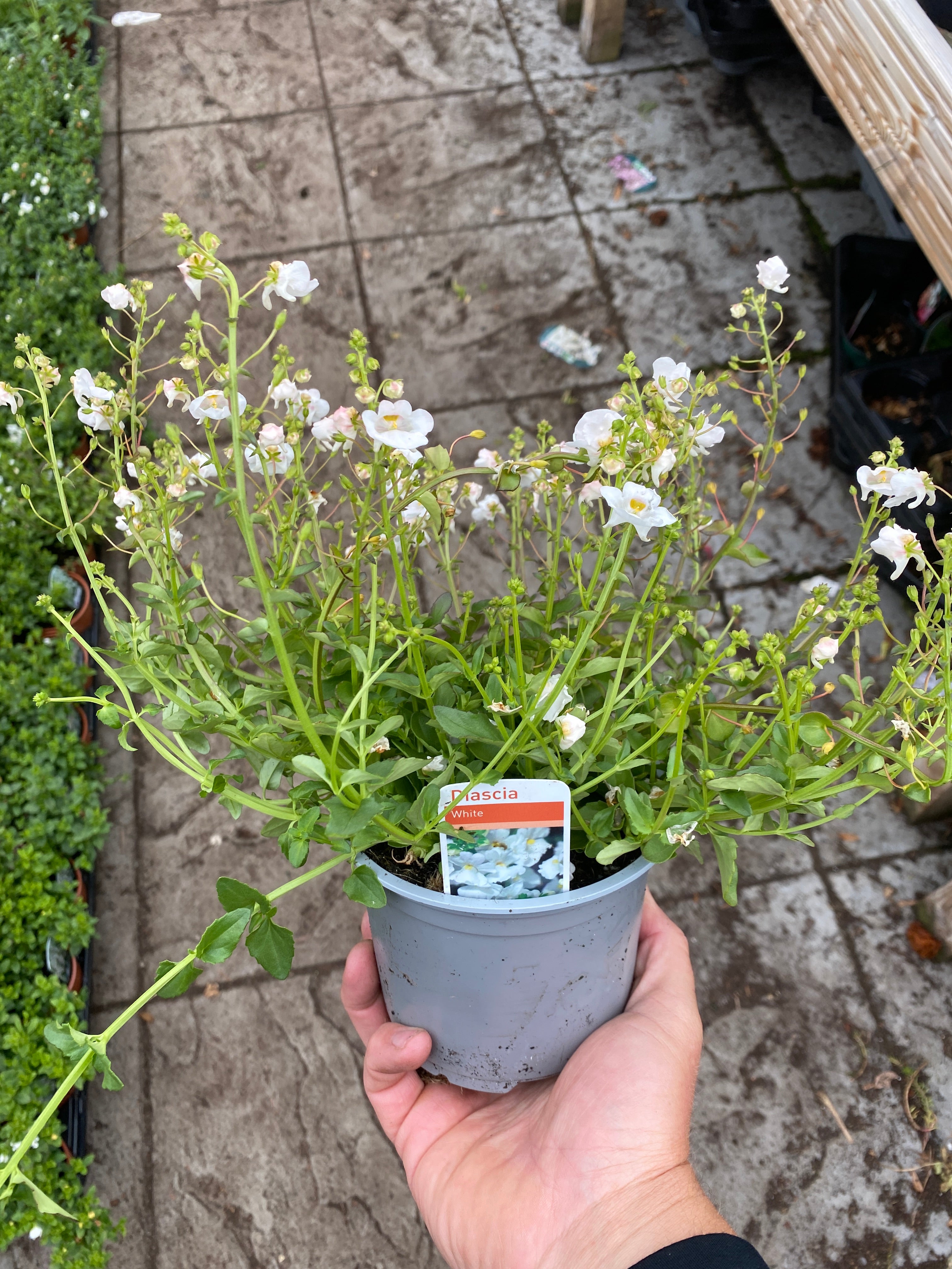 Diascia White