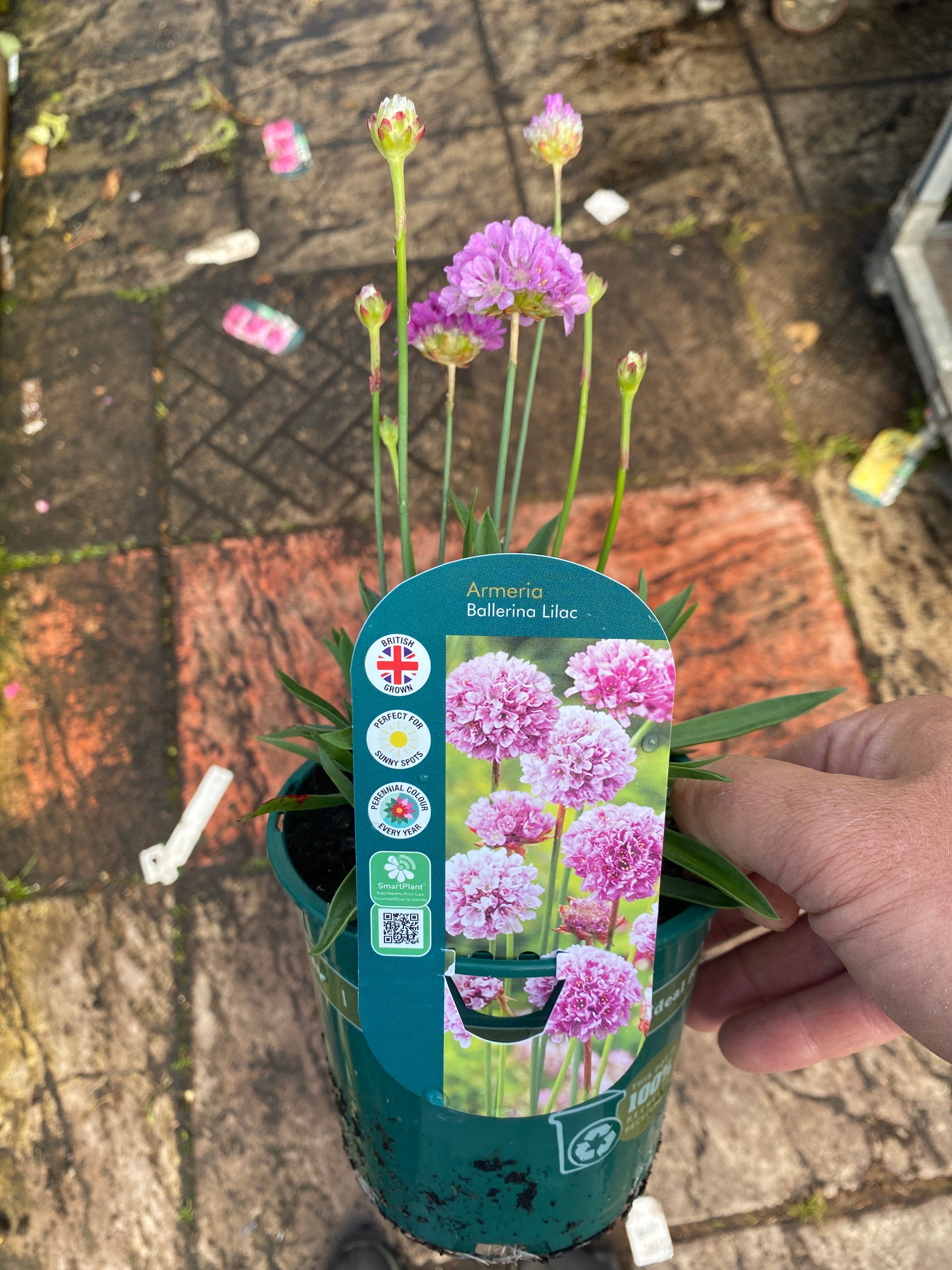 Armeria Ballerina Lilac