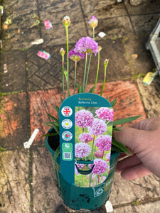 Armeria Ballerina Lilac