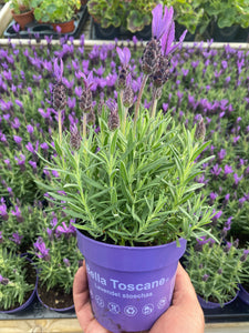 Lavender Stoechas (French Lavender)