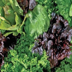 Lettuce Mixed Salad Leaves