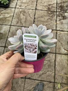 Pachyphytum Bractesum