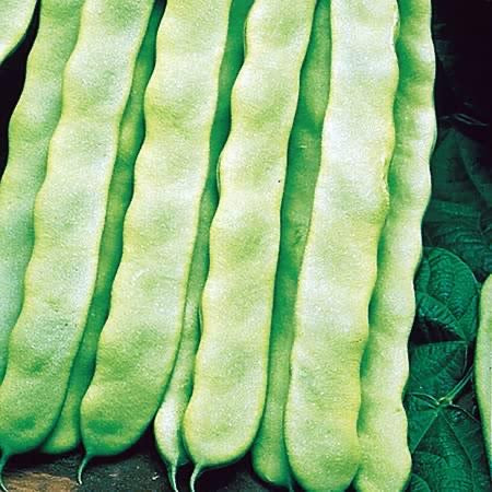 Pea French Bean