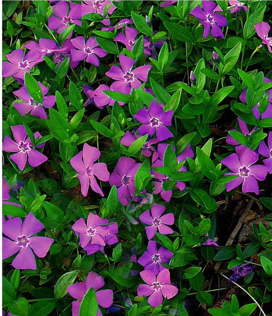 Vinca minor Atropurpurea