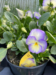 Viola Bundle (Perennial)