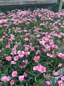 Dianthus Peach Party