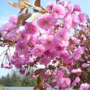 Cherry Blossom Tree