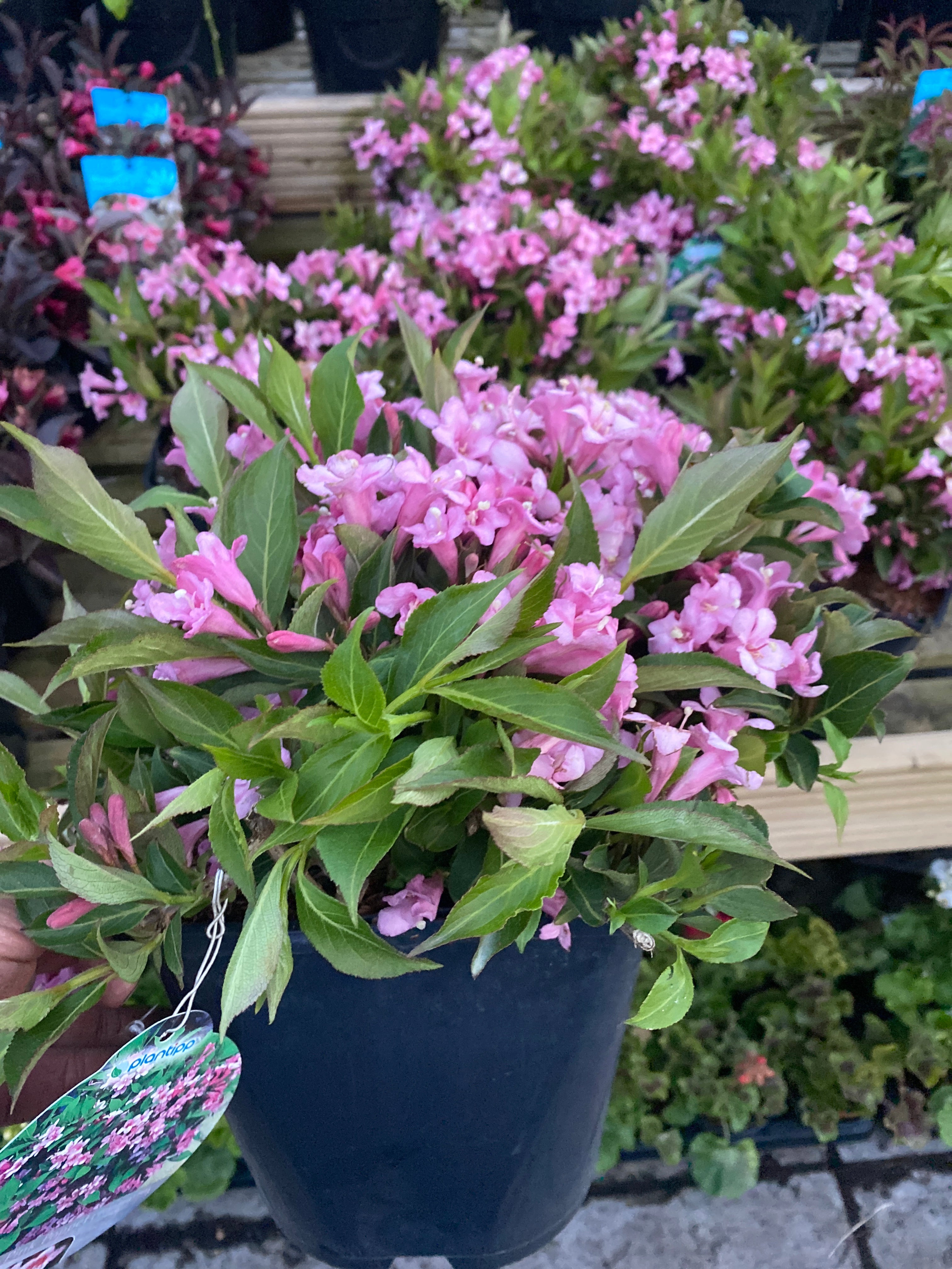 Weigela Pink Poppet