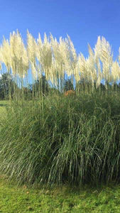 Pamphas Grass