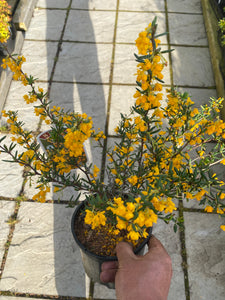 Berberis Stenophylla