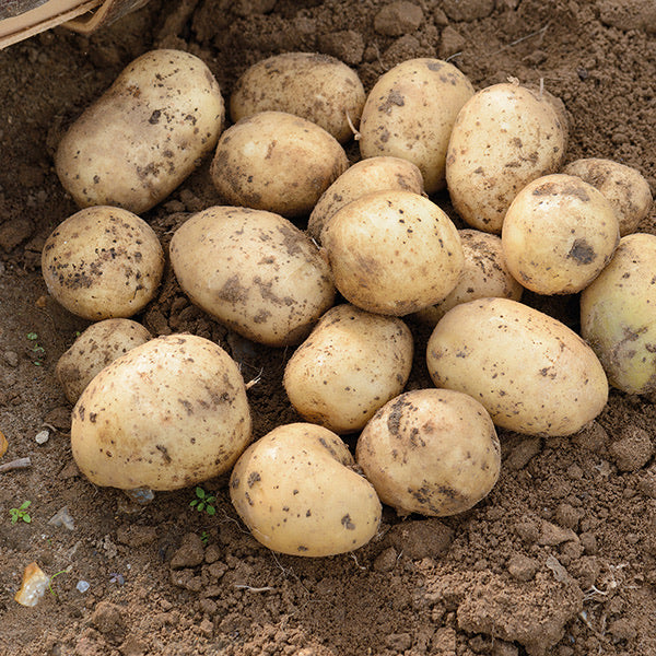 Cara 2.5kg
