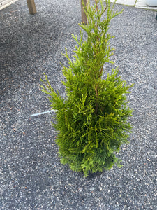 Thuja Smaragd