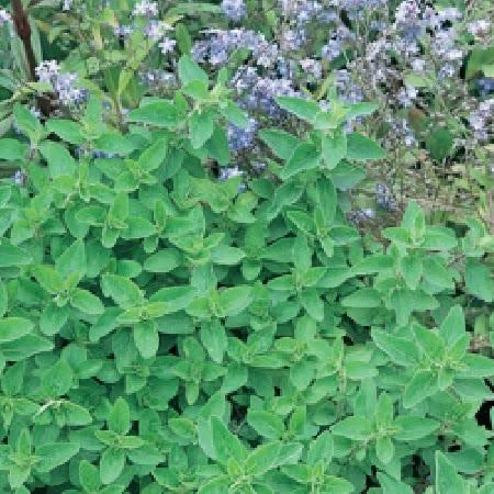 Marjoram Sweet