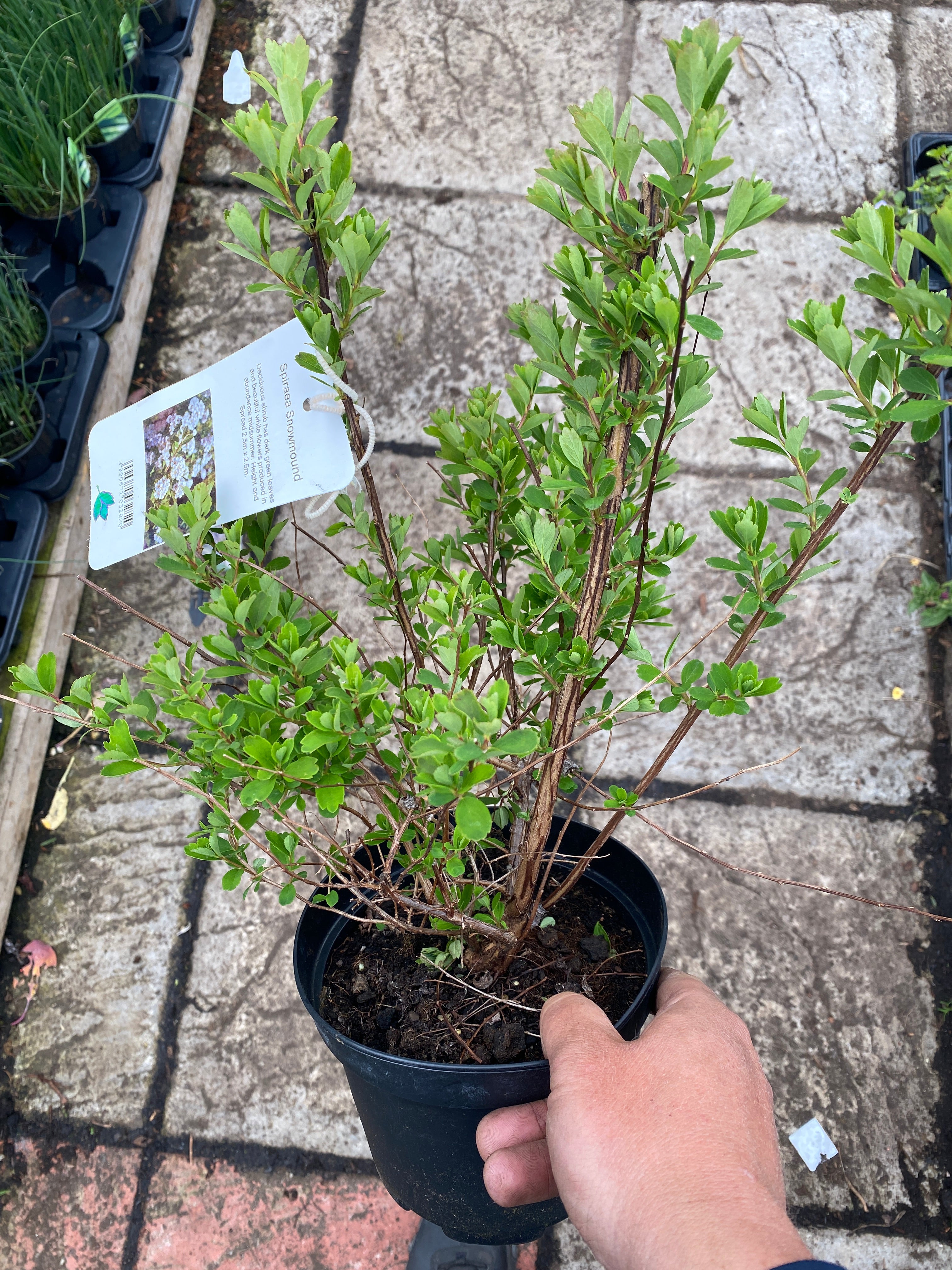 Spiraea Snowmound