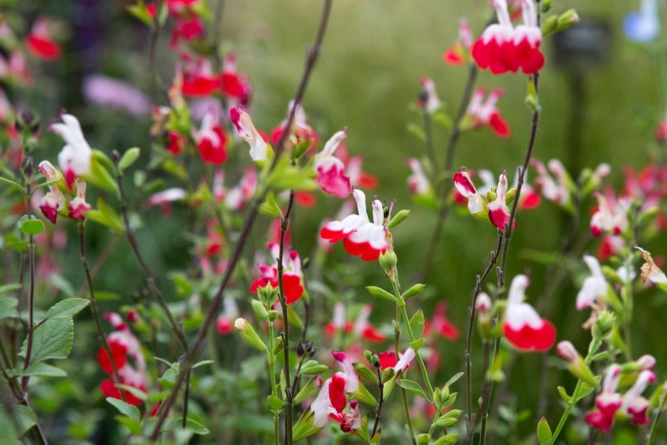 Salvia Hot Lips