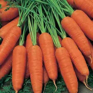 Carrot James Scarlet Intermediate