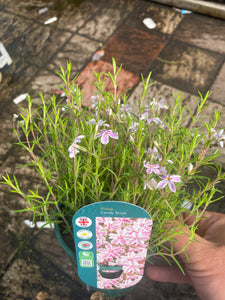 Phlox Candy Stripe