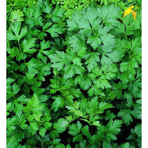 Herb Parsley Italian