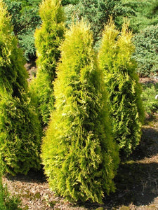 Thuja Jantar