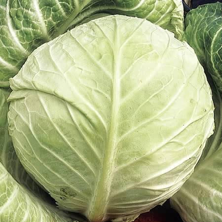 Cabbage Primo