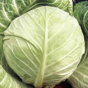 Cabbage Primo