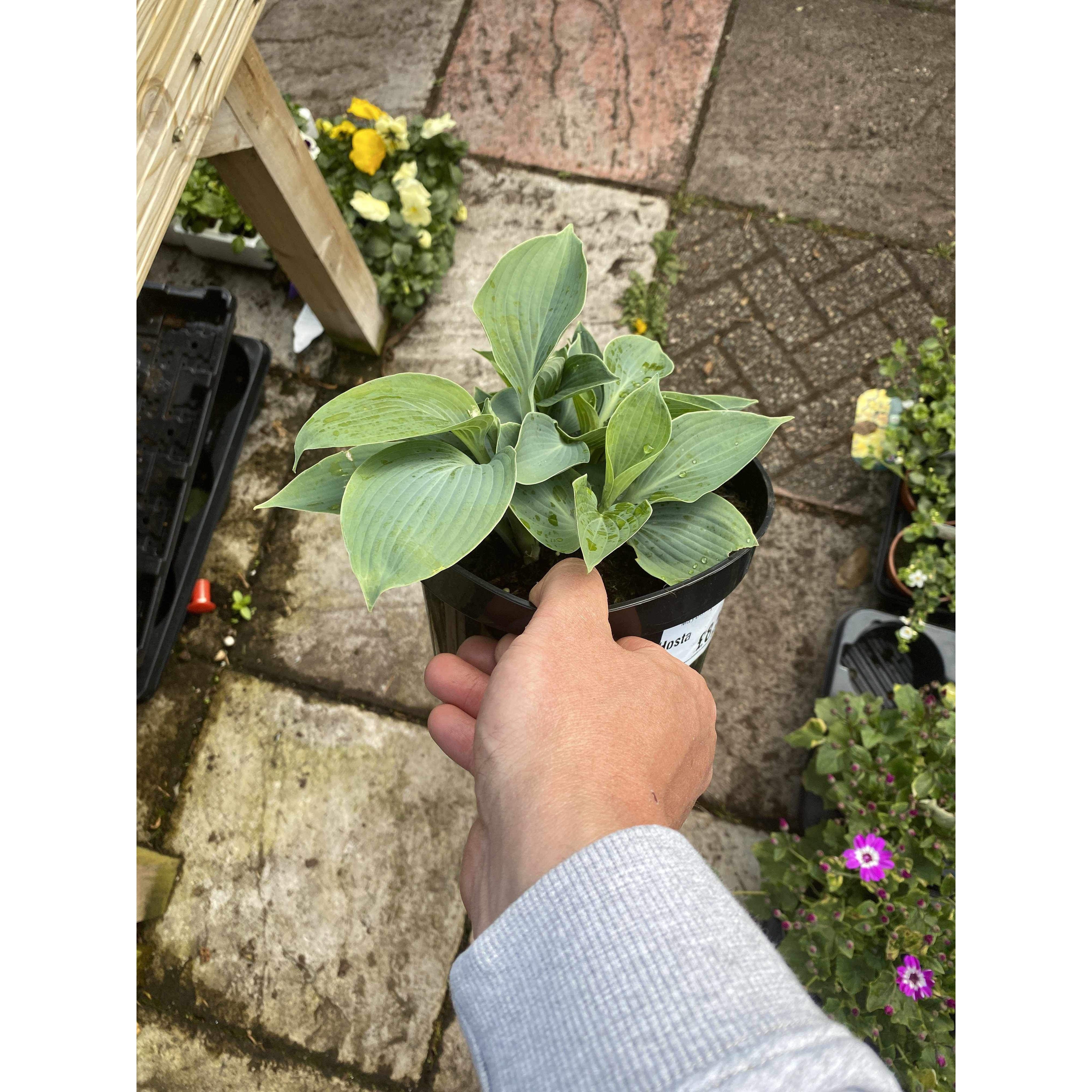 Hosta Devon Green