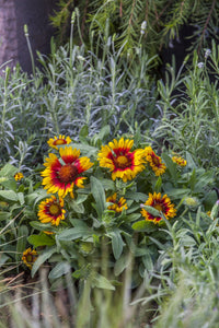 Gaillardia Yellow Red Ring