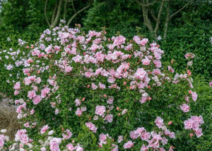 Hibiscus Pink Chiffon