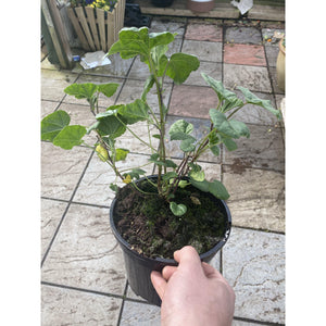 Lavatera Rosea