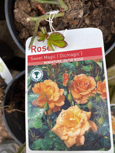 Rose “Sweet Magic”