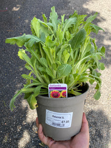 Gaillardia Goblin 3L