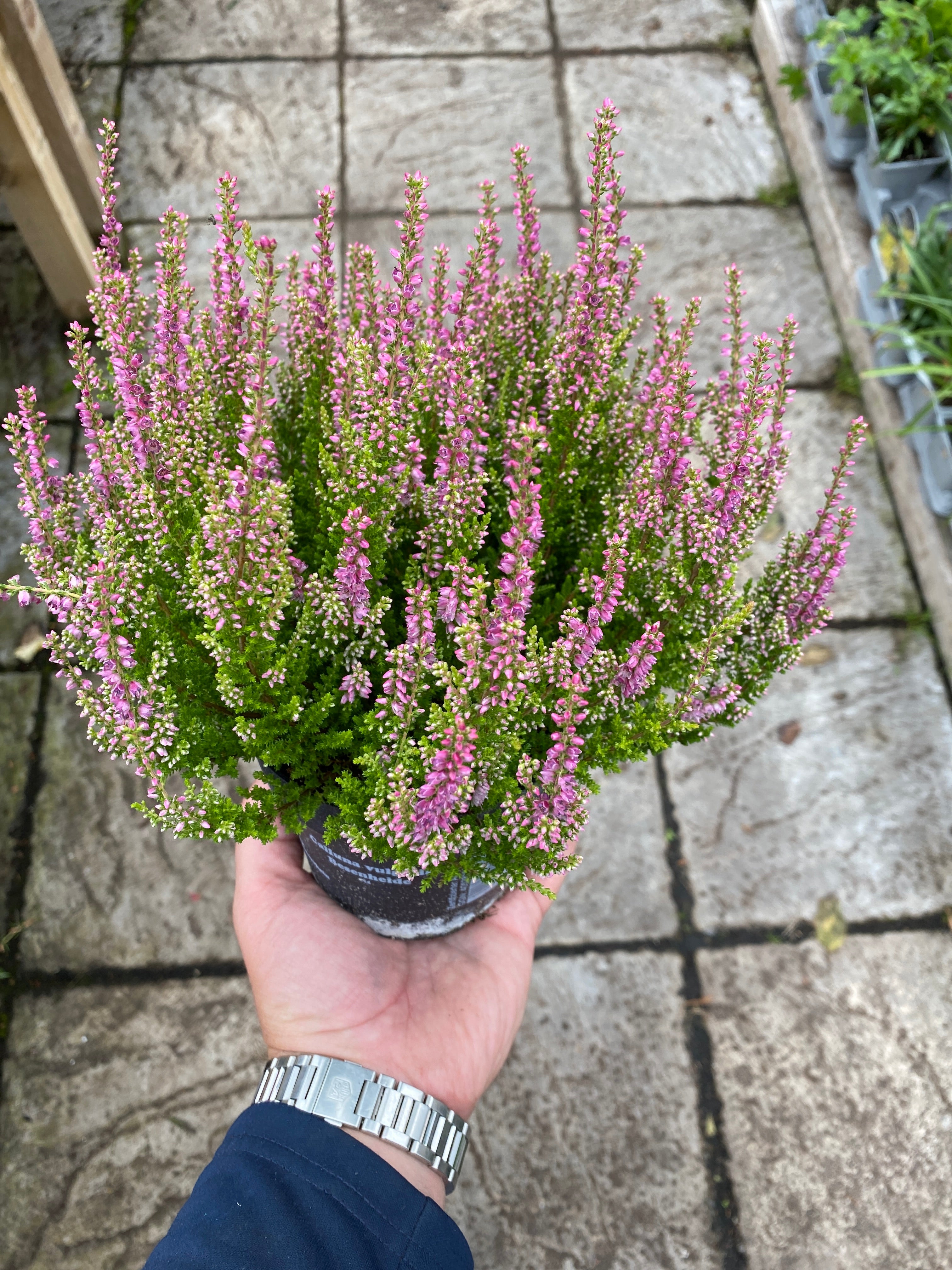 Heather - Mixed Colours 1L