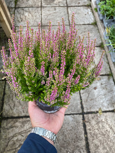 Heather - Mixed Colours 1L