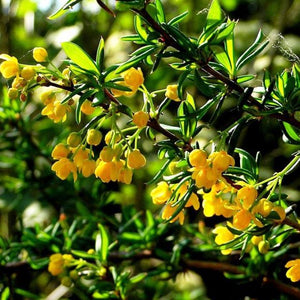 Berberis Stenophylla