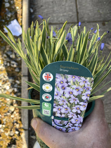 Sisyrinchium 'Stripey'