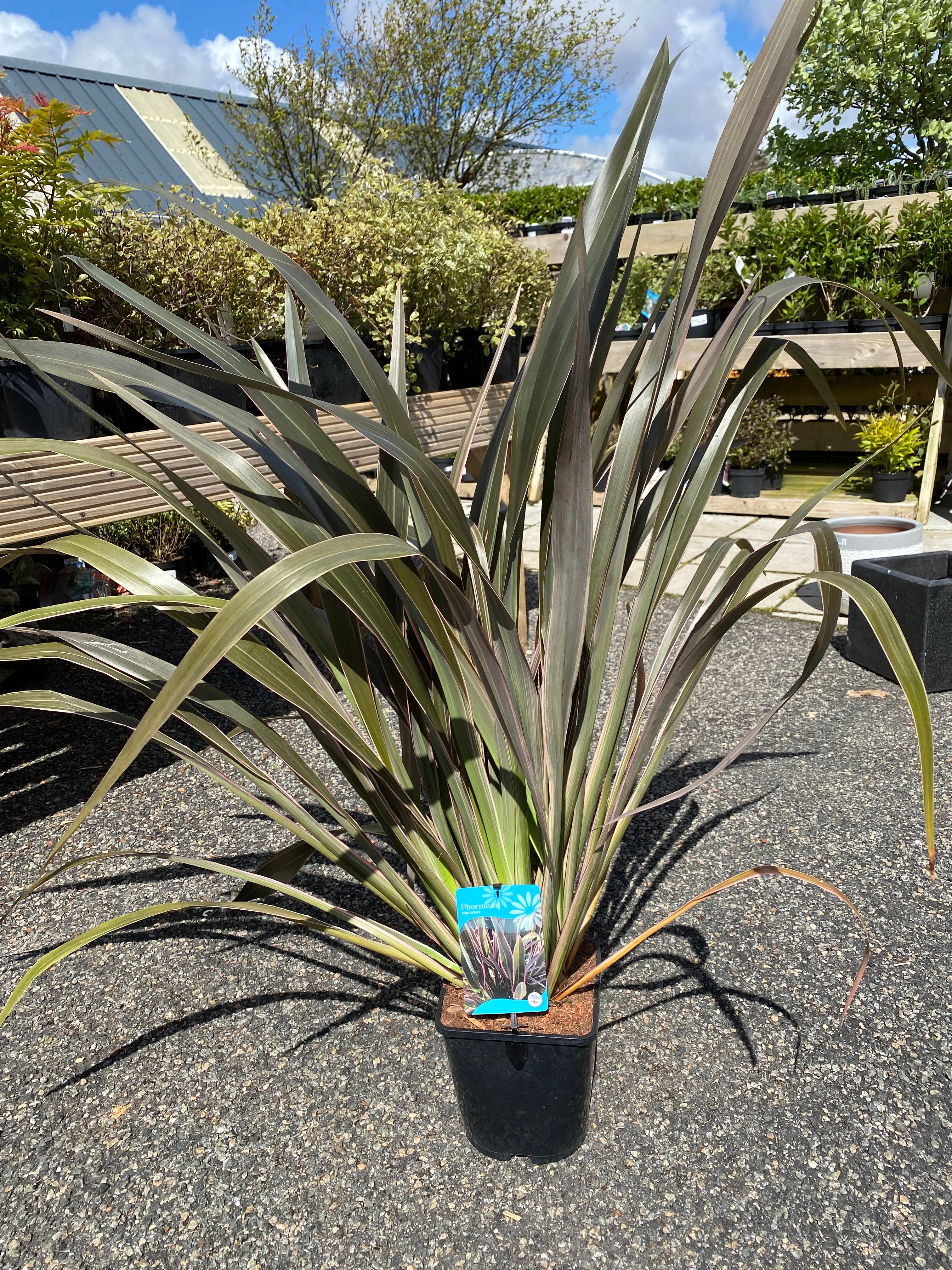 Phormium Pink Stripe