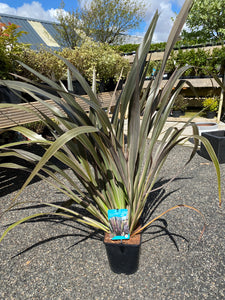 Phormium Pink Stripe