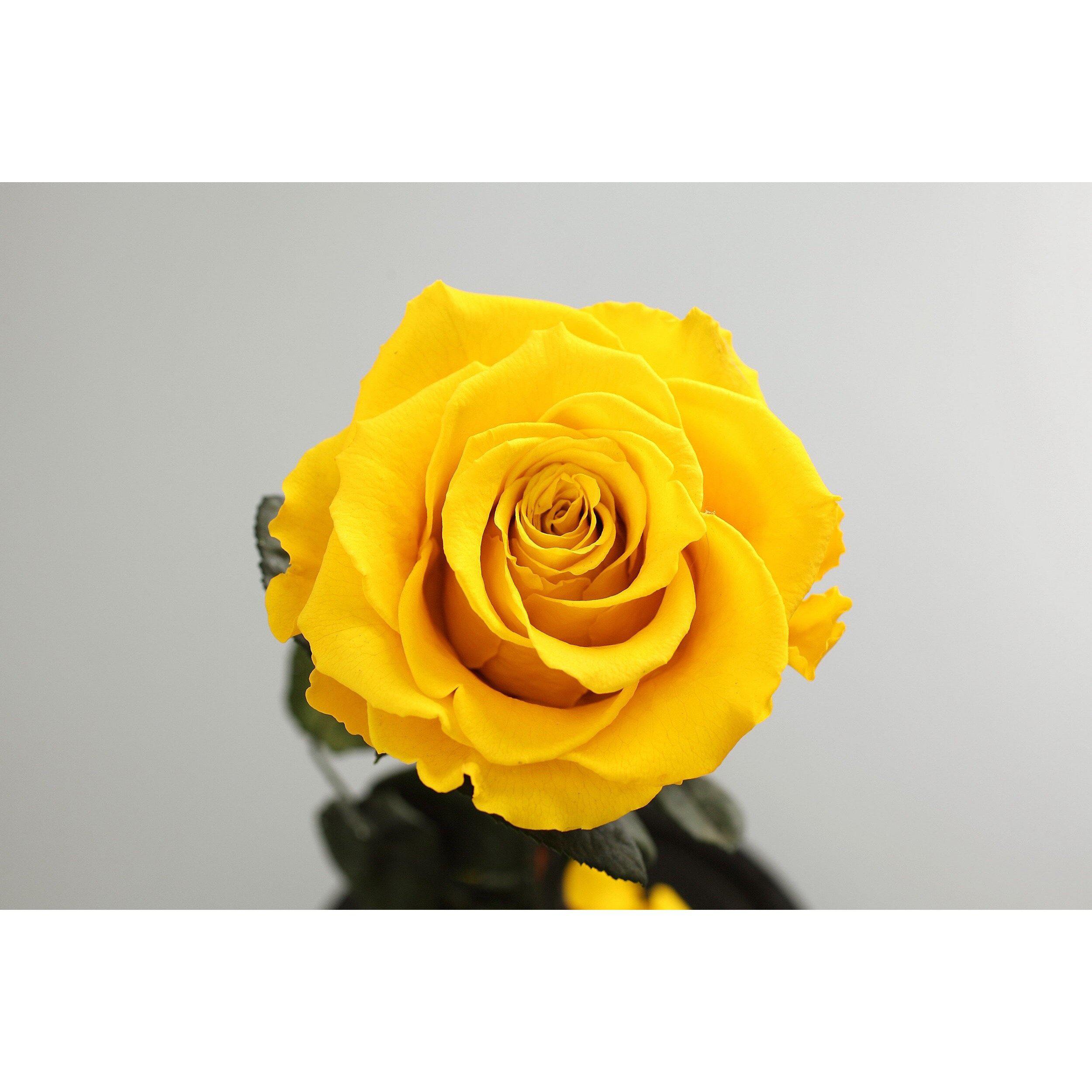The Belle - Yellow