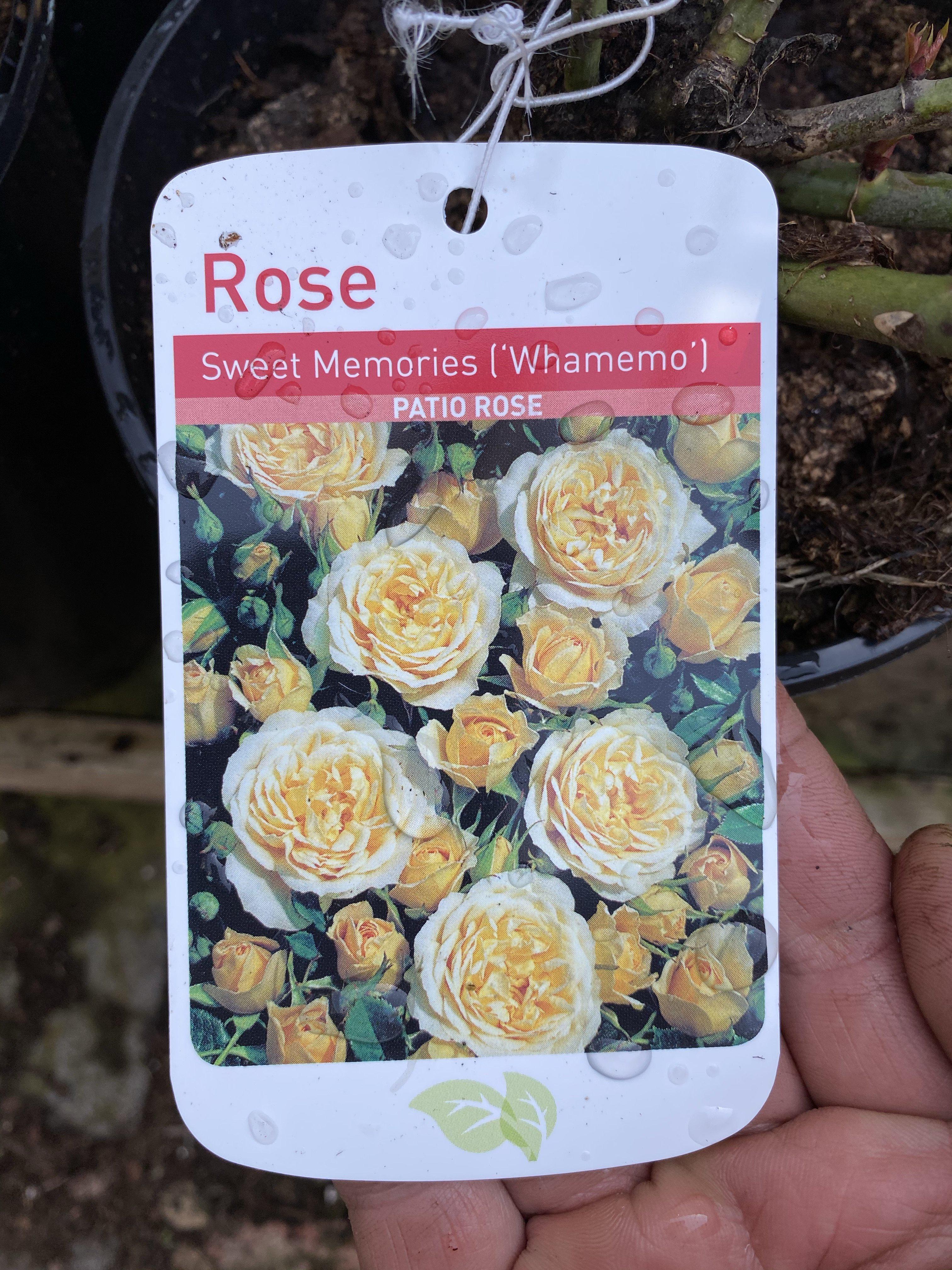 Rose “Sweet Memories”