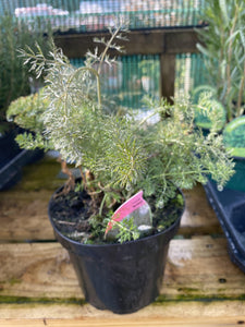 Fennel