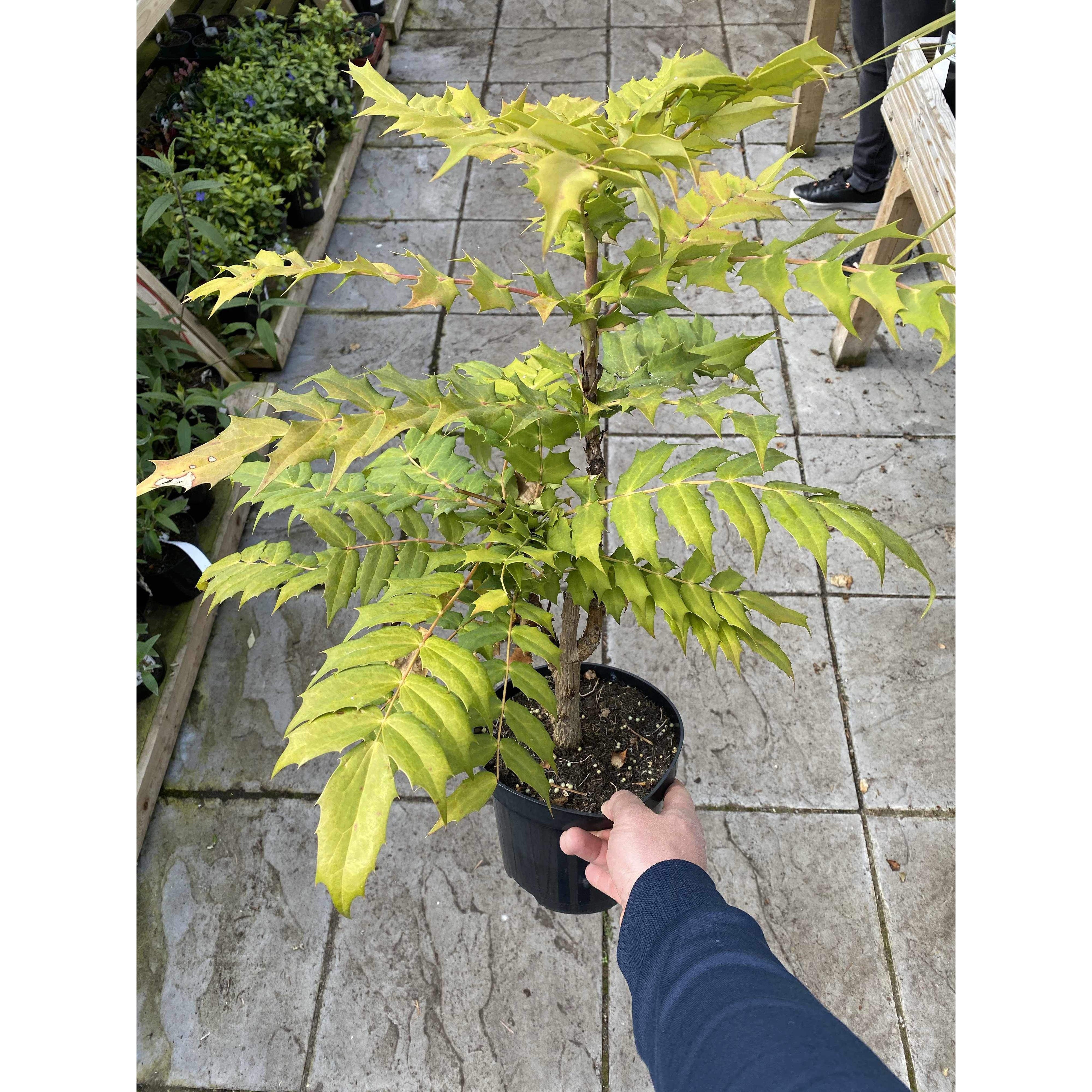 Mahonia Japonica
