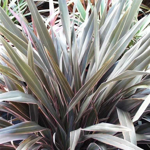 Phormium Pink Stripe