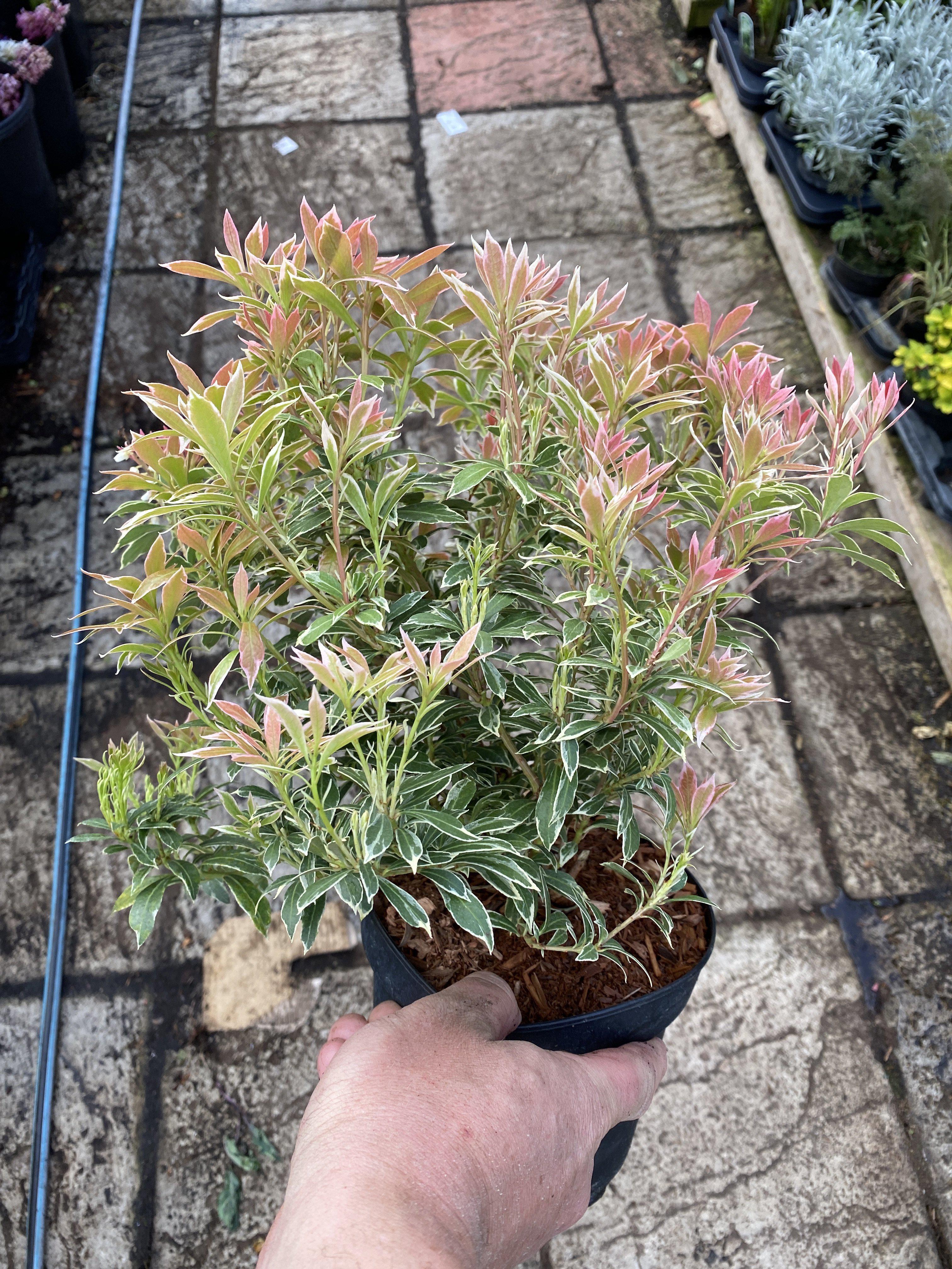 Pieris Little Heath