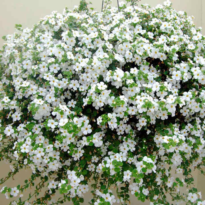 Bacopa - White