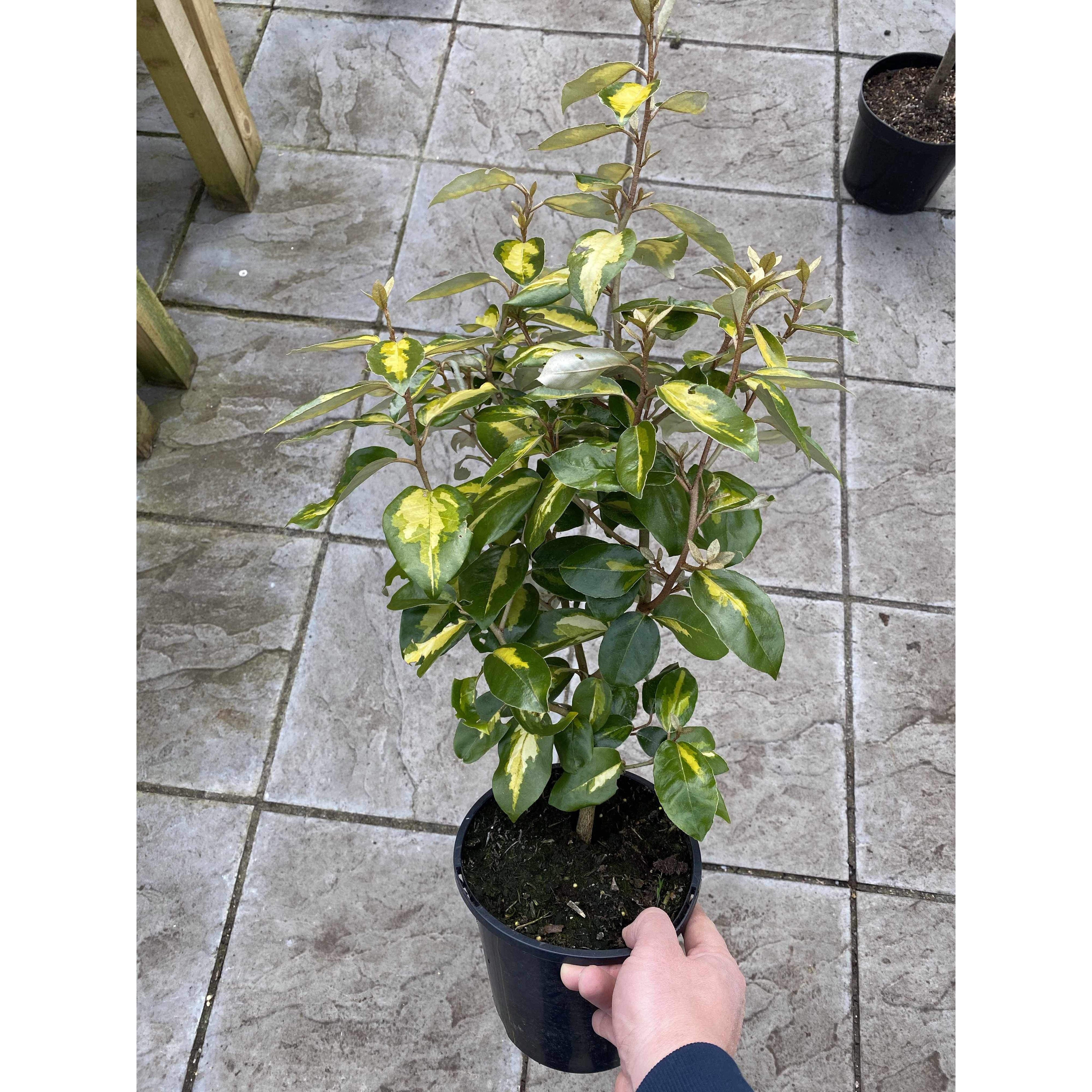 Elaeagnus Limelight