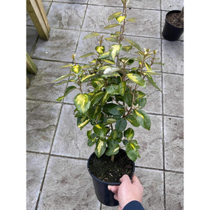 Elaeagnus Limelight