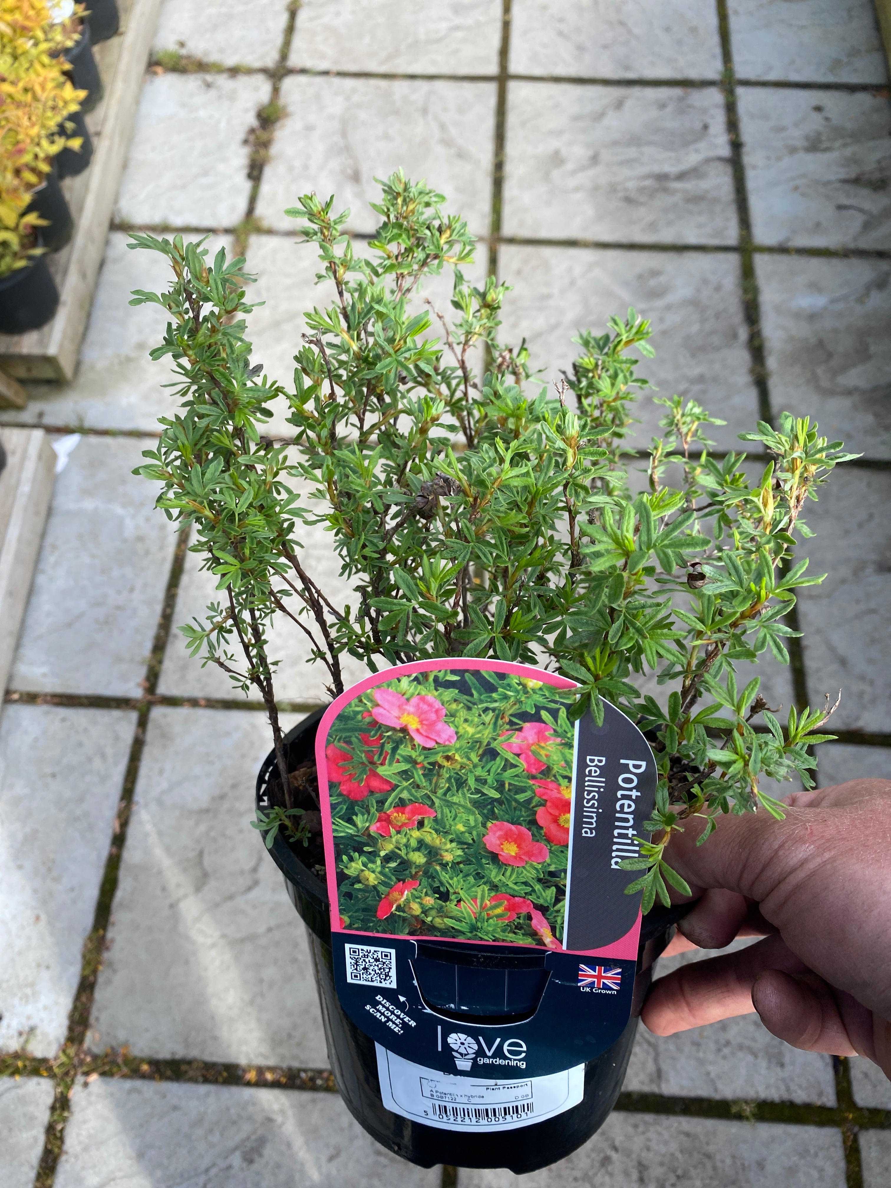 Potentilla Bellissima