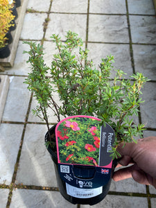 Potentilla Bellissima