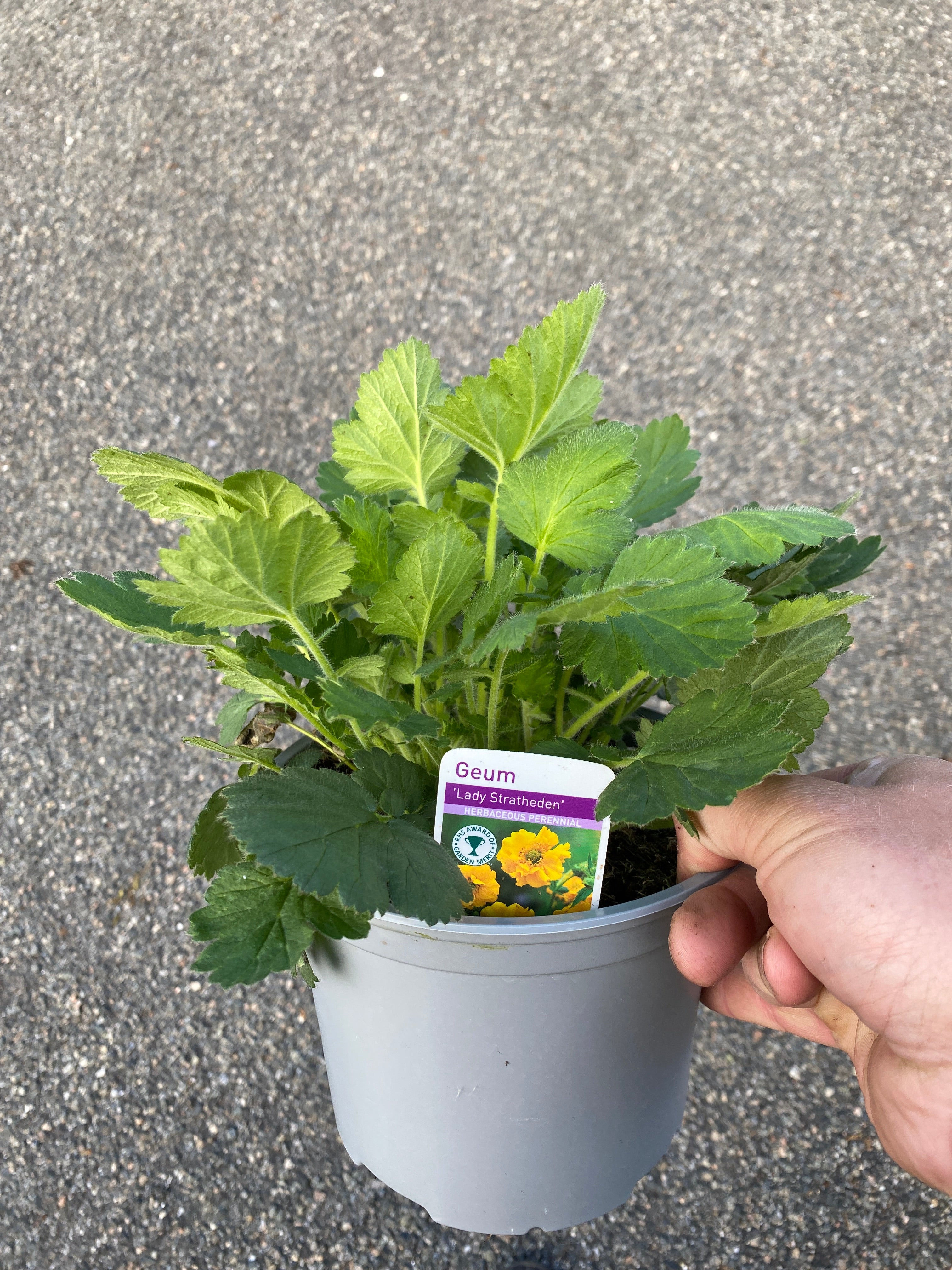 Geum Lady Stratheden