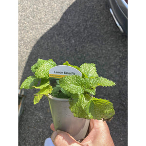 Lemon Balm